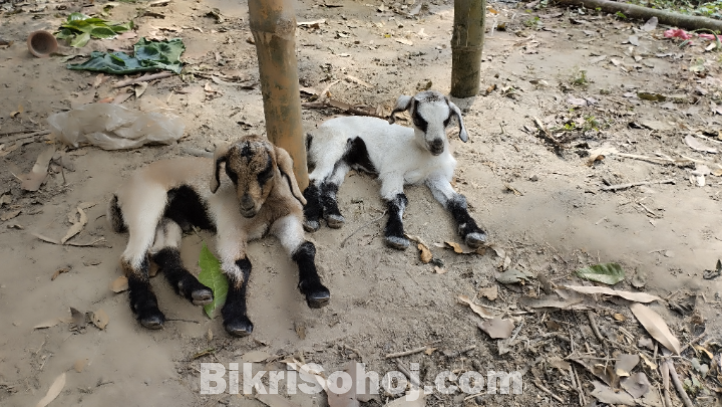দুইটা বাচ্চা সহ মা ছাগল